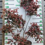 Loropetalum čínske (Loropetalum Chinense) ´BLACK PEARL´ - výška 110-120 cm, kont. C9,5L - PONPON